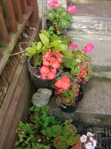 Flowers at the back door