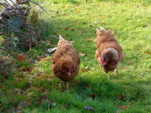 Chickens on a mission