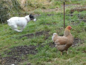 Moby tries to play Wacky Races with Betty