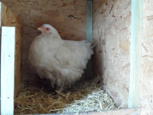Mabel making herself at home in a nesting box