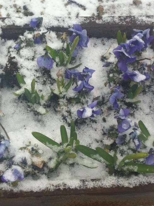 Spring flowers poking through the snow
