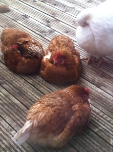 Chooks having an afternoon nap